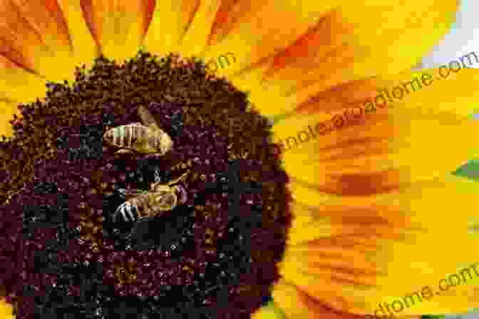 A Bee Pollinates A Sunflower Sunflowers And Their Life Cycle (Plants)