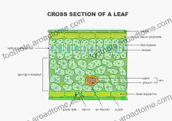 A Cross Section Diagram Illustrating The Internal Structure Of A Fiddle Leaf Fig Plant. The Fiddle Leaf Fig Expert: Your Guide To Growing Healthy Ficus Lyrata Plants