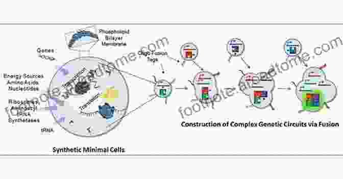 A Diagram Of A Minimal Cell Minimal Cells: Design Construction Biotechnological Applications