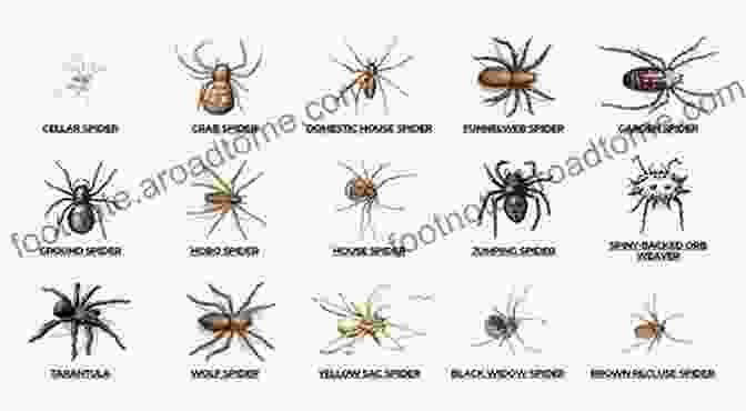 A Diverse Array Of Spiders, Showcasing Their Remarkable Variations In Size, Shape, And Color. S S S Spiders Chuck Roberts