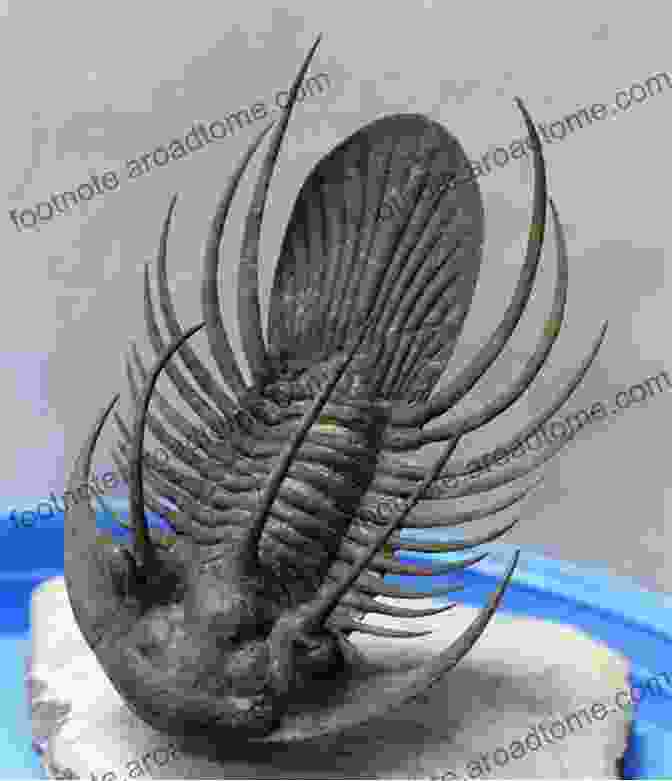 A Fossilized Trilobite, An Extinct Marine Arthropod, Showcasing The Intricate Details Preserved In Its Segmented Shell All About Fossils (A True Book): Discovering Dinosaurs And Other Clues To The Past (A True (Relaunch))