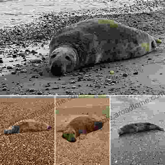 A Group Of Male Seals Vying For The Attention Of A Single Female During The Breeding Season Seals (Living In The Wild: Sea Mammals)