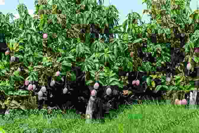 A Majestic Mango Tree Laden With Ripe, Golden Mangoes. When Life Gives You Mangos