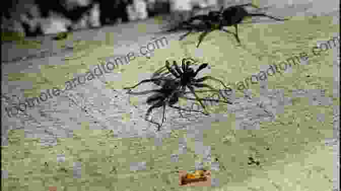 A Pair Of Spiders Engaged In Courtship, Showcasing Their Intricate Dance Like Movements. S S S Spiders Chuck Roberts