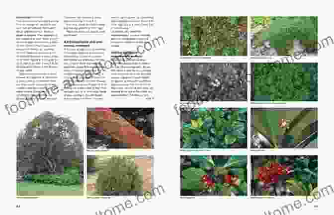 A Photograph Of Dirr's Encyclopedia Of Trees And Shrubs Open To A Double Page Spread, Showcasing Detailed Plant Descriptions And Illustrations Dirr S Encyclopedia Of Trees And Shrubs