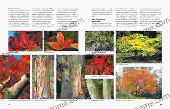 A Photograph Of The Index Pages Of Dirr's Encyclopedia Of Trees And Shrubs, Featuring Detailed Entries For Each Plant Dirr S Encyclopedia Of Trees And Shrubs