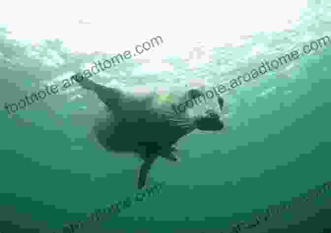 A Seal Diving Underwater, Its Sharp Teeth Bared As It Hunts For Prey Seals (Living In The Wild: Sea Mammals)