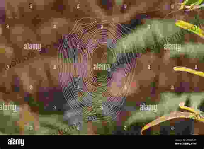 A Spider Web Strung Across A Forest Floor, Highlighting Its Intricate Structure And Ecological Importance In Capturing Insects. S S S Spiders Chuck Roberts