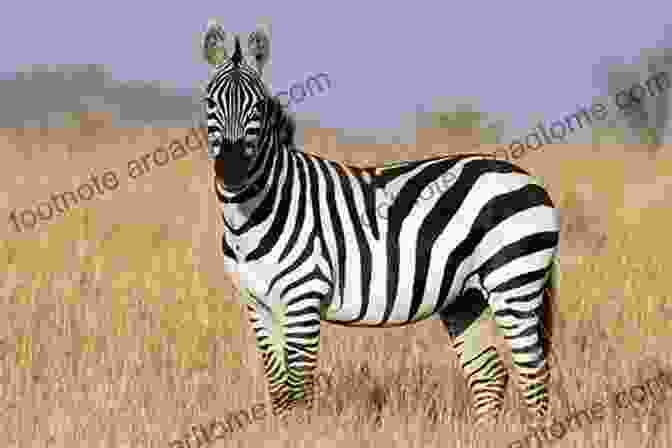 A Striking Black And White Zebra Standing Tall On The African Savanna, Symbolizing Transformation And The Pursuit Of One's True Identity Not Yet Zebra Lou Kuenzler