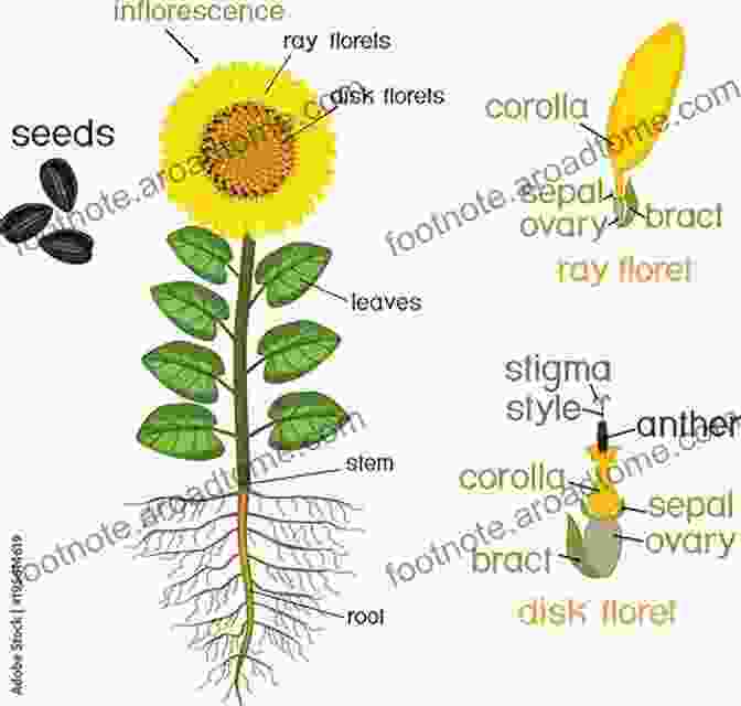 A Sunflower Bud Forms On The Stem Sunflowers And Their Life Cycle (Plants)