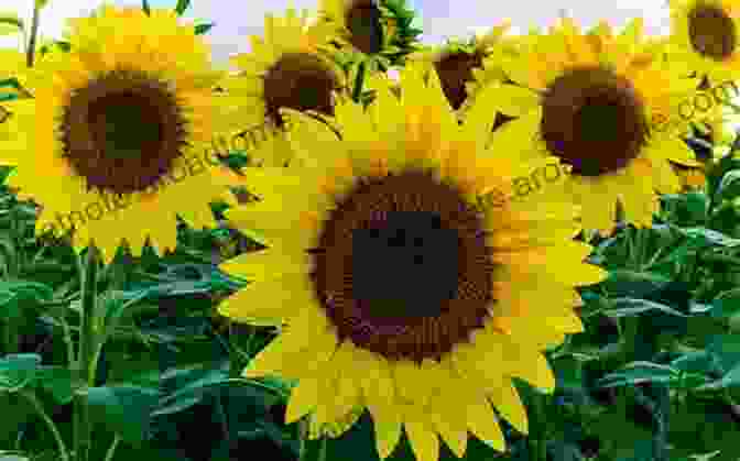 A Sunflower In Full Bloom Sunflowers And Their Life Cycle (Plants)