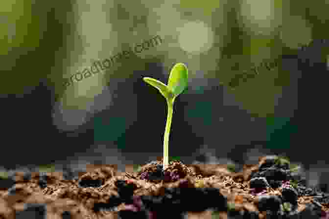 A Sunflower Seedling Emerges From The Soil Sunflowers And Their Life Cycle (Plants)