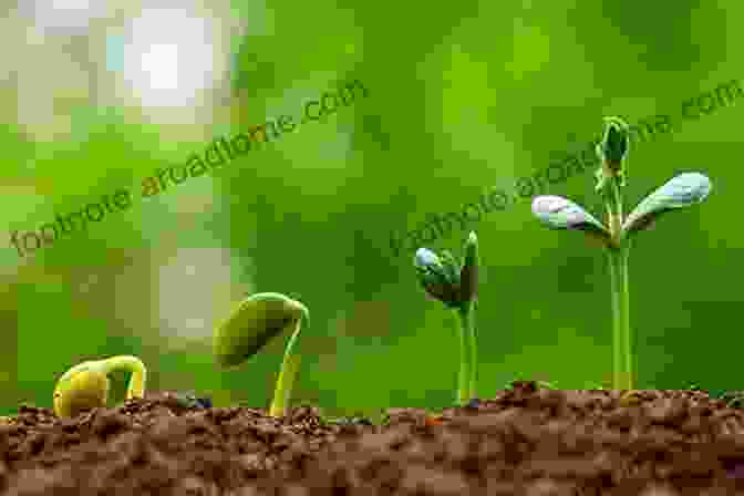 A Tiny Seedling Emerges From The Soil, Reaching Towards The Sunlight. Seed Soil Sun: Earth S Recipe For Food