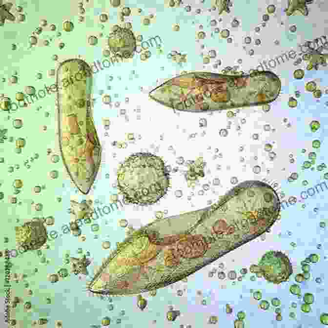 Bacteria And Protozoa Under A Microscope Who S Who Of The Brain: A Guide To Its Inhabitants Where They Live And What They Do