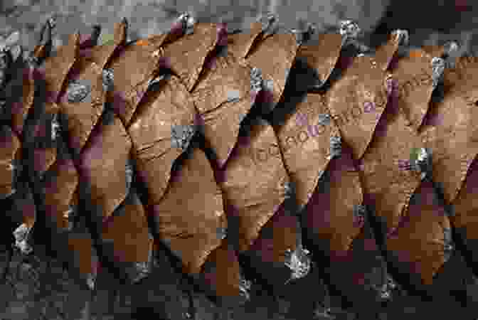 Close Up Of A Pine Cone, Highlighting The Protective Scales That Safeguard The Seeds During Winter What Happens To Plants In Winter? (21st Century Basic Skills Library: Let S Look At Winter)