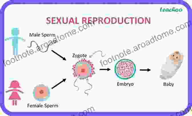 Comparative Illustration Of Human And Animal Reproduction Development And Reproduction In Humans And Animal Model Species