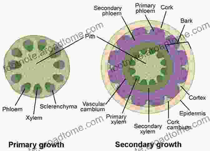 Cross Section Of A Plant Stem Showing The Formation Of A Protective Layer During Dormancy What Happens To Plants In Winter? (21st Century Basic Skills Library: Let S Look At Winter)