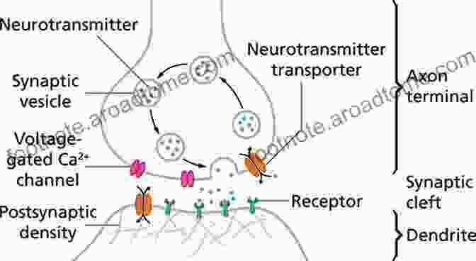 Diagram Depicting The Release Of Neurotransmitters In The Brain Synaptic Self: How Our Brains Become Who We Are