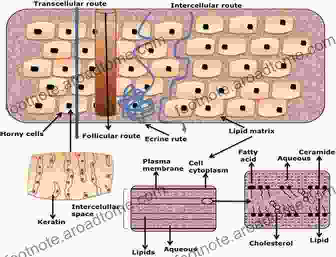 Diagram Of Skin Structure And Drug Delivery Pathways The Art And Science Of Dermal Formulation Development (Drugs And The Pharmaceutical Sciences)