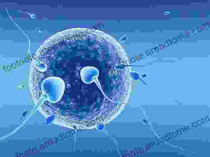 Fertilization Of An Egg By A Sperm Development And Reproduction In Humans And Animal Model Species