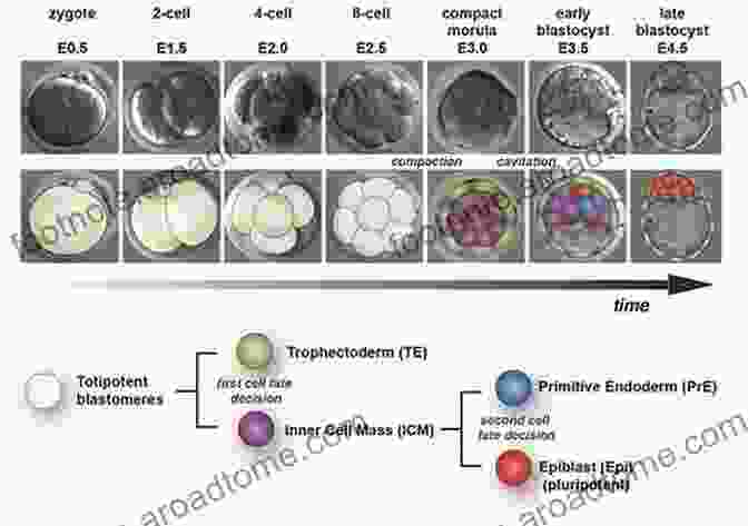 Human Embryo Development At Early Blastocyst Stage Development And Reproduction In Humans And Animal Model Species