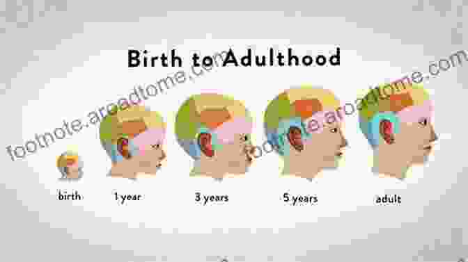 Image Showing The Development Of The Brain From Childhood To Adulthood Synaptic Self: How Our Brains Become Who We Are