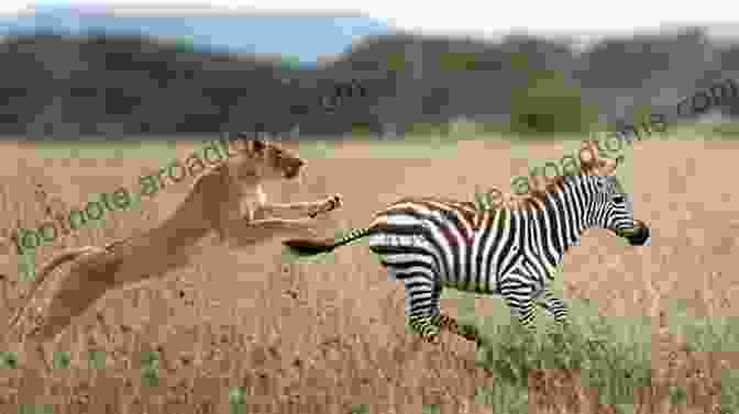 Lions Hunting A Zebra Who S Who Of The Brain: A Guide To Its Inhabitants Where They Live And What They Do