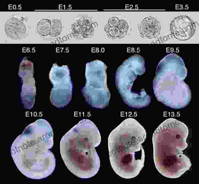 Mouse Embryo Development At Mid Gestation Development And Reproduction In Humans And Animal Model Species