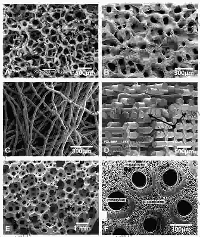 Scanning Electron Microscopy Image Of A Tissue Engineered Scaffold Smart Biomaterials (NIMS Monographs) Mitsuhiro Ebara