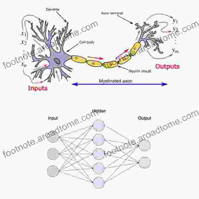 Schematic Diagram Of A Neural Network In The Brain Synaptic Self: How Our Brains Become Who We Are