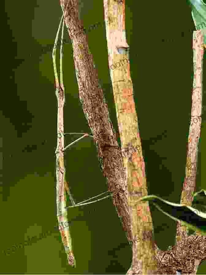 Stick Insect Camouflaging As A Twig Who S Who Of The Brain: A Guide To Its Inhabitants Where They Live And What They Do