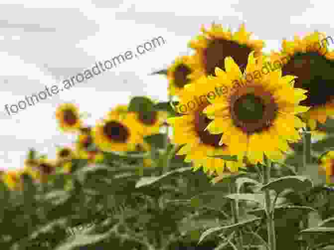 Sunflowers Provide Food And Shelter For Wildlife Sunflowers And Their Life Cycle (Plants)