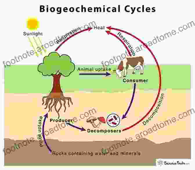 The Role Of Calcium Isotopes In Biogeochemical Cycles Calcium Isotopes (Elements In Geochemical Tracers In Earth System Science)