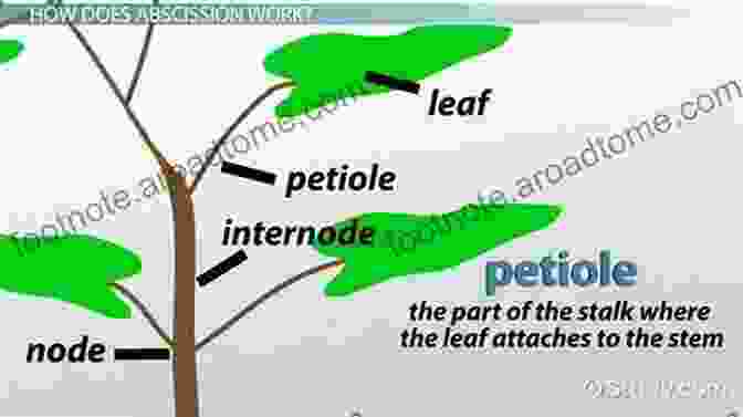 Time Lapse Photography Capturing The Process Of Leaf Abscission In A Deciduous Tree What Happens To Plants In Winter? (21st Century Basic Skills Library: Let S Look At Winter)