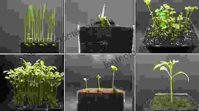 Time Lapse Photography Showcasing The Rapid Growth And Development Of Plants In Early Spring What Happens To Plants In Winter? (21st Century Basic Skills Library: Let S Look At Winter)