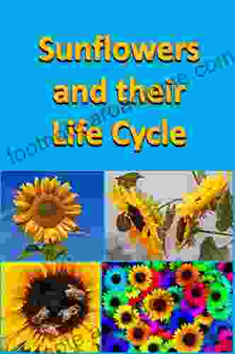 Sunflowers And Their Life Cycle (Plants)