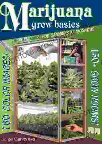 Marijuana Grow Basics: The Easy Guide For Cannabis Aficionados