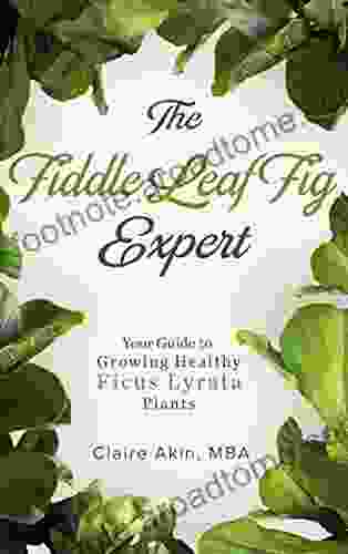 The Fiddle Leaf Fig Expert: Your Guide To Growing Healthy Ficus Lyrata Plants